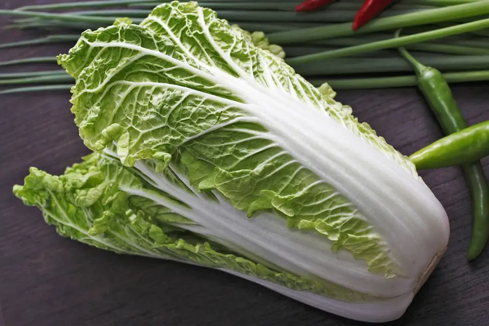 us grown cabbage nappa white cabbage robinson fresh moq 45 lbs