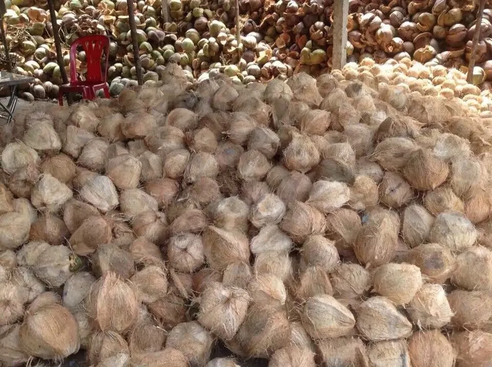 Semi Husked Mature Coconut/ Coconut Full Husked/ Fresh Mature Coconut