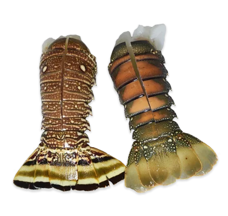 
Frozen IQF Slipper Lobster In Viet Nam Good Tasted 