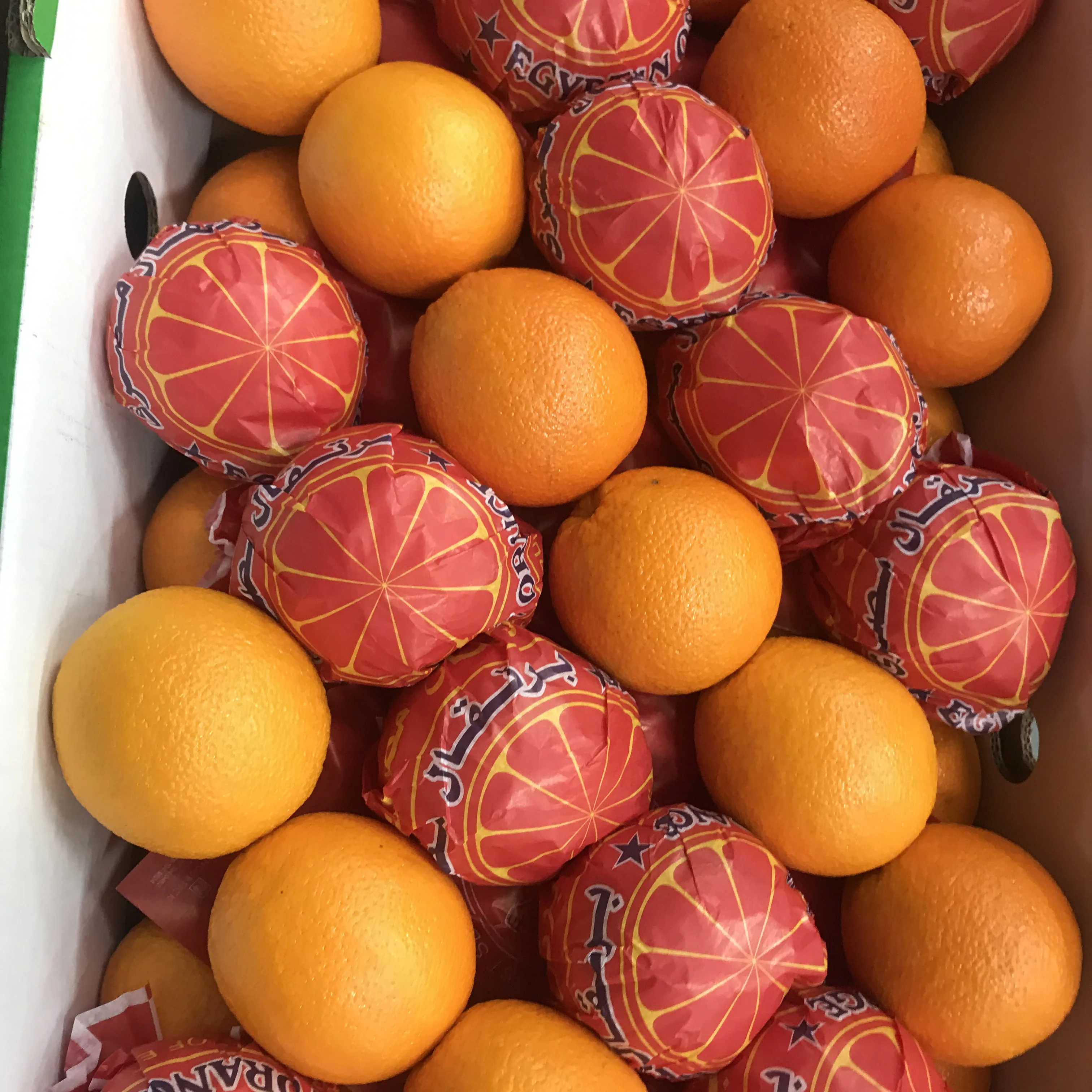 hot selling navel orange/export navel oranges/ fresh fruit navel
