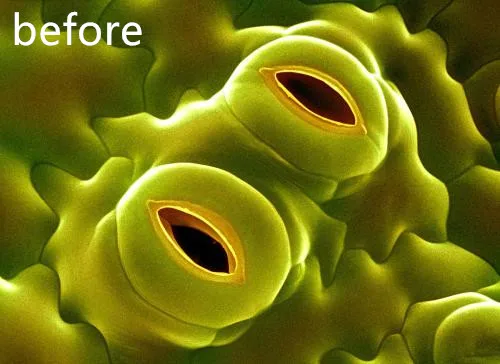 comparison of leaf stomata：