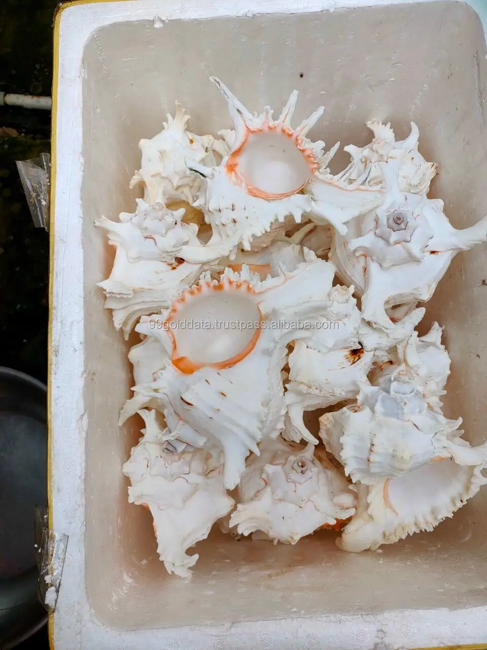 Seashells Clean Conch Shells Cheap Price Conch Shell Buy Conch Shells