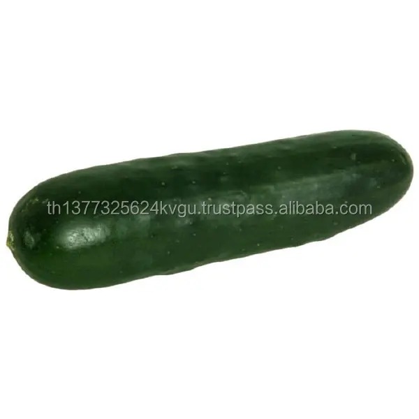 Fresh Cucumber/ Fresh Vegetable Cucumber Buy Fresh Cucumber Sales,Fresh Sea Cucumber,Price Of