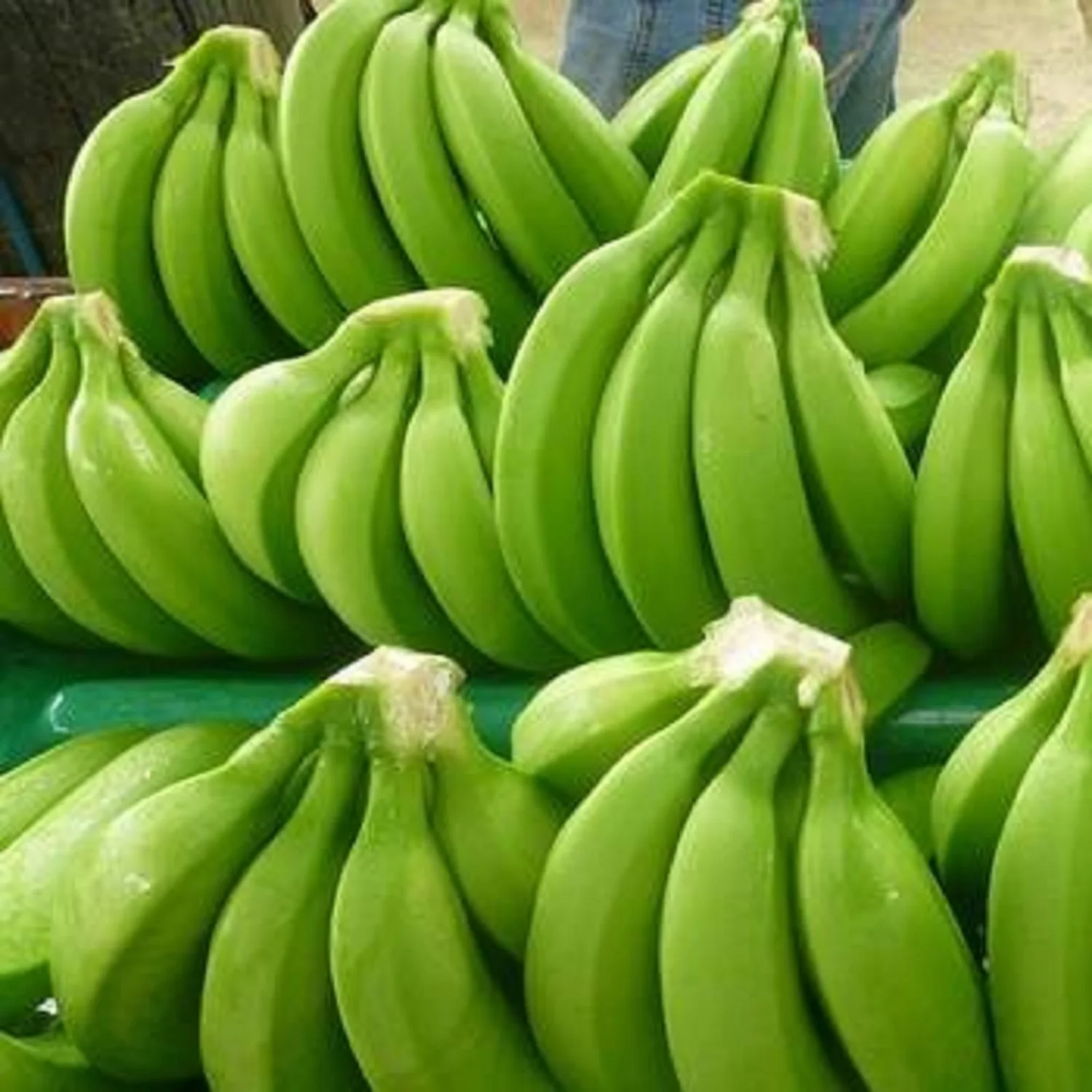 good fresh green cavendish banana from africa/big hands green