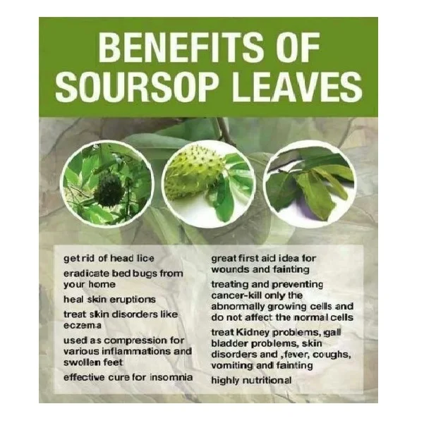 Private Label exporting Soursop Leaves medicine protect Health From Cancer