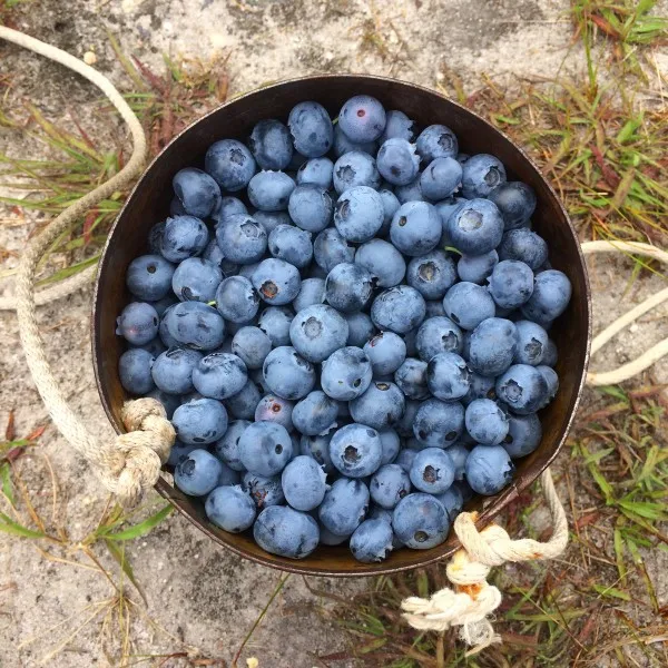 Berries Blueberry1.jpg