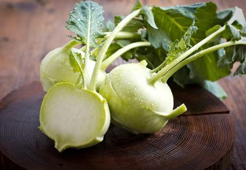 fresh cabbage kohlrabi with fda,haccp certificate