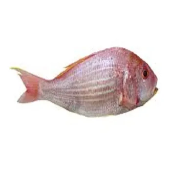 sultan fish For Sale