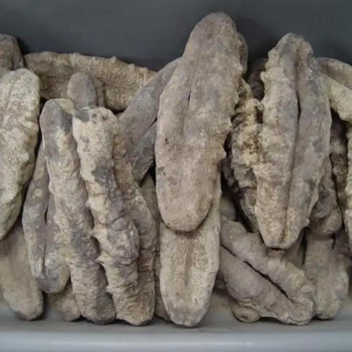 sea cucumber 04.jpeg