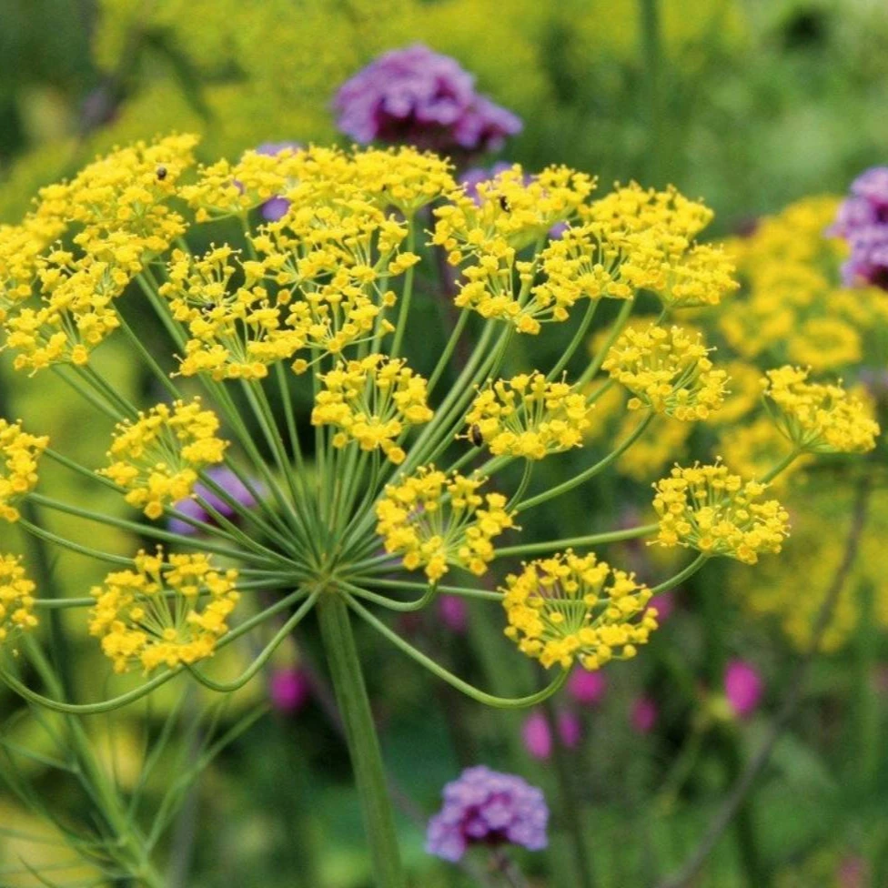 Factory Price Natural 101 Foeniculum Vulgare Fennel Extract Fennel