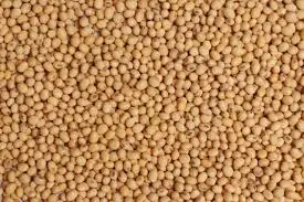 Quality white sorghum