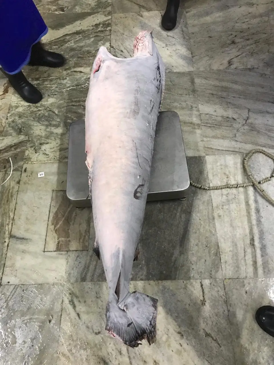Frozen Sword Fish Headless Gutted From India,Sword Fish Size 70 Kg Up