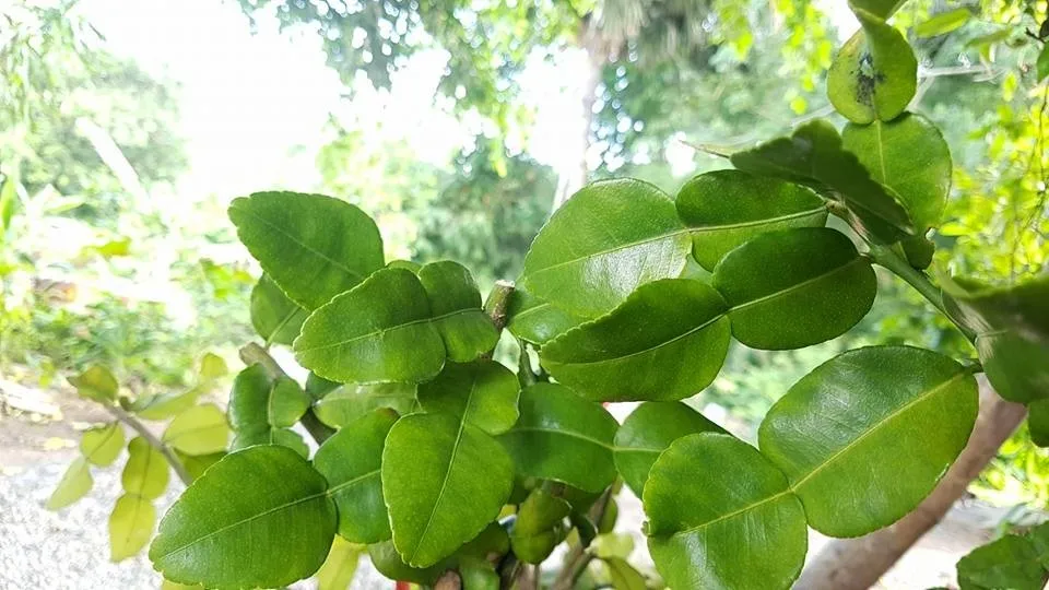 Листья лимона фото как выглядят