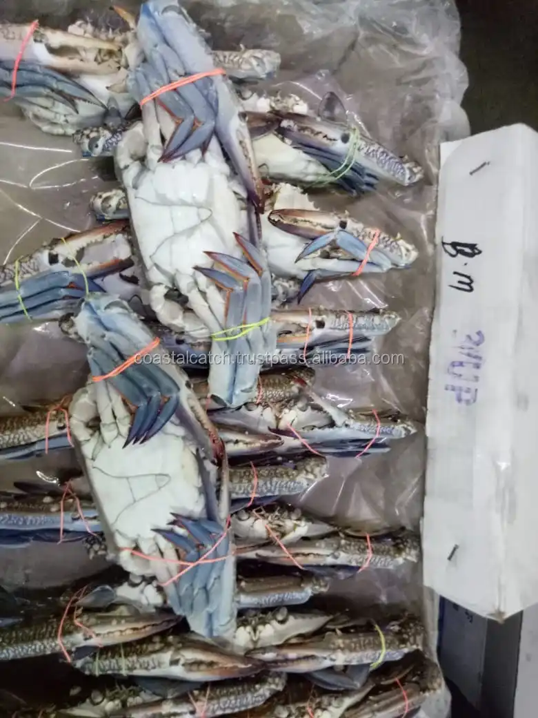 blue swimming crab.jpg