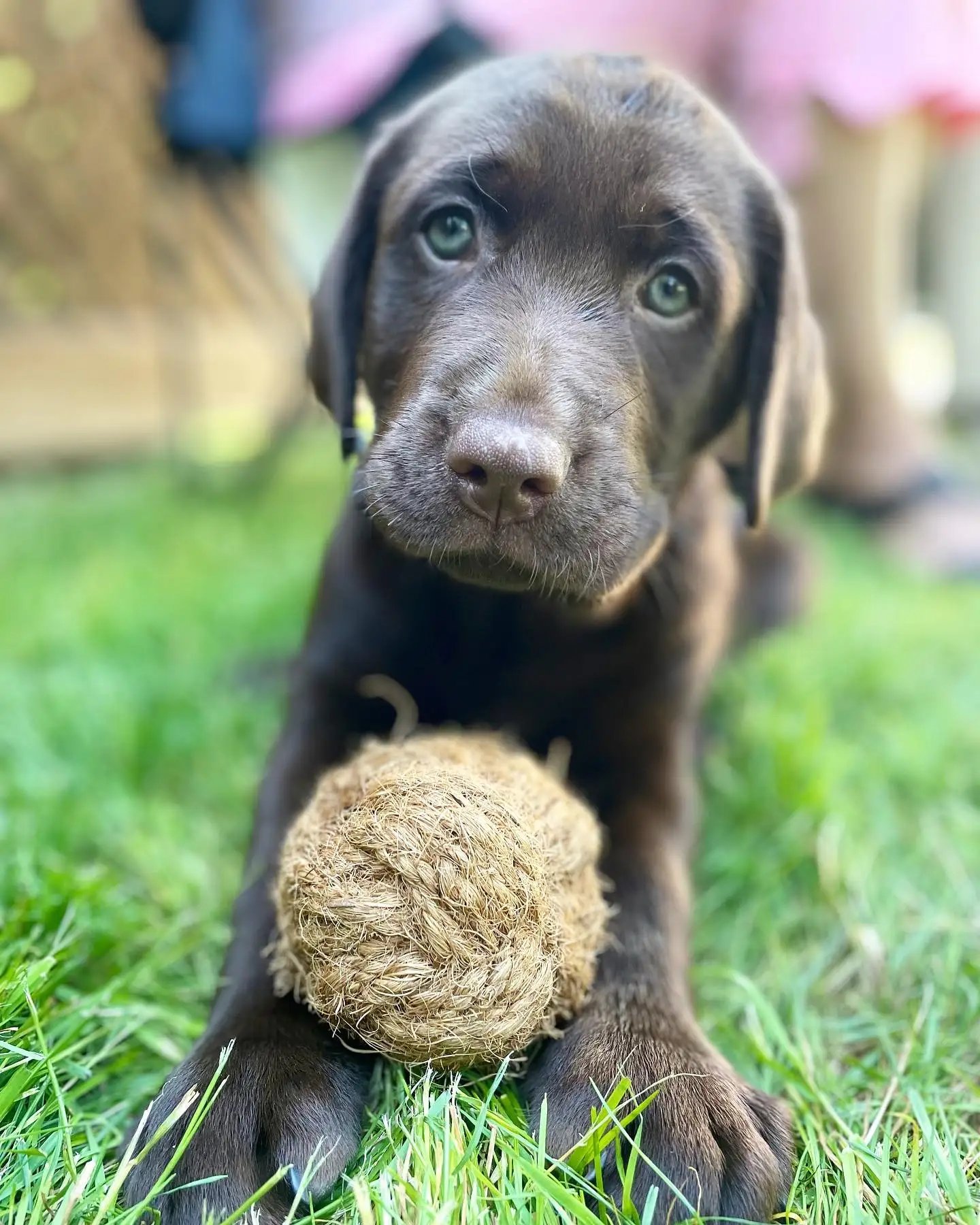 The Best Toy For Your Pet/ Natural Coco Chew Rope & Ball Toy (whatsapp