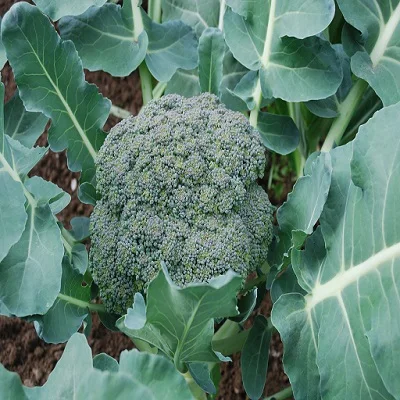 
fresh Egyptian Broccoli 