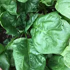 Organic Freeze Dried Spinach Wholesale Lyophilization Vegetables