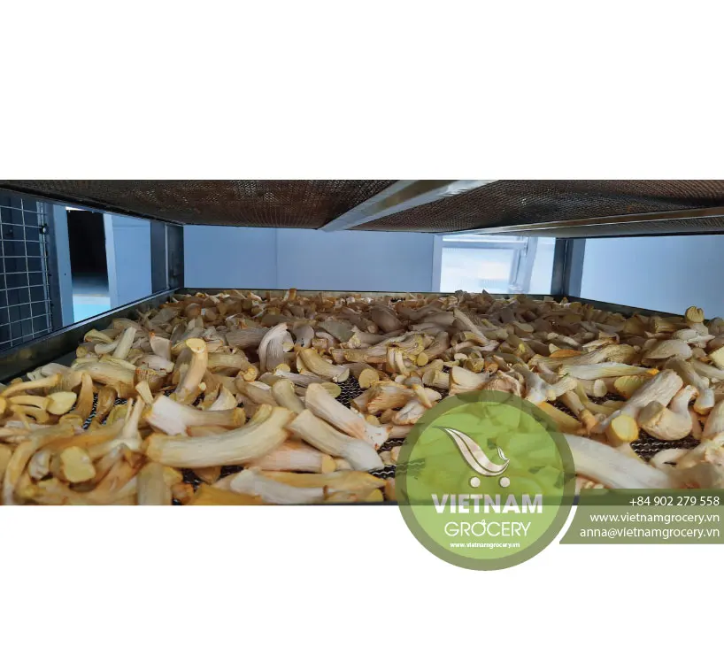 High Quality Natural Dried Oyster Mushrooms/ Fresh Oyster Mushrooms