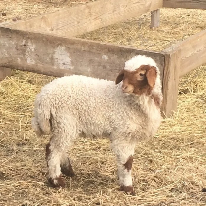 awassi sheep.jpg