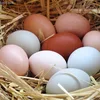 /product-detail/farm-fresh-brown-chicken-table-egg-62013413724.html