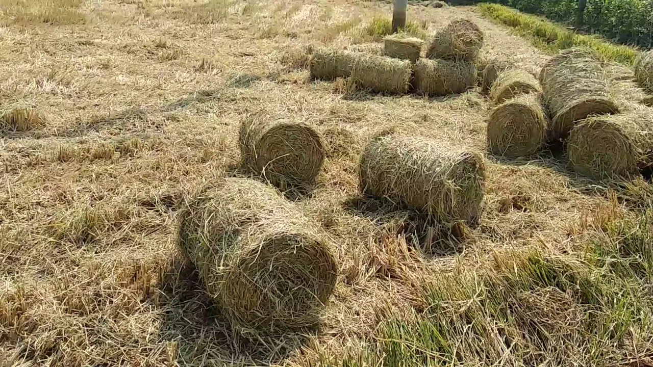 Rice Straw For Cattle /cheap Price Organic Rolled Paddy Straw / Best