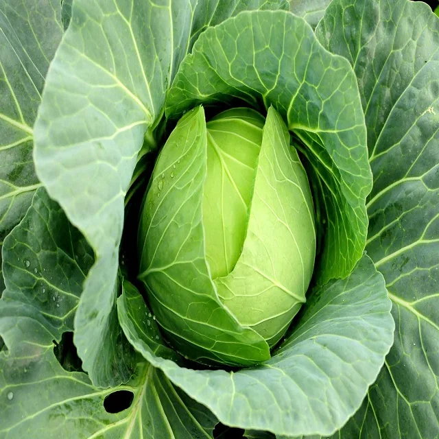 
Wholesale bulk export prices per ton green fresh frozen cabbage for sale 