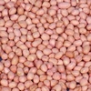 GROUNDNUT KERNELS (HPS)