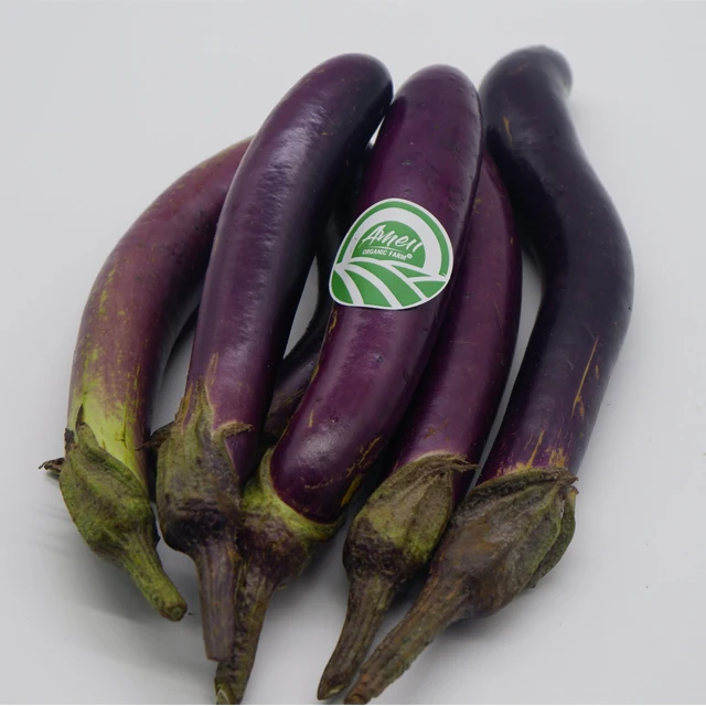
FRESH ORGANIC EGGPLANT VIET NAM 