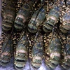 VIET NAM LIVE CRAYFISH - SPINY LOBSTER WHOLE ROUND GOOD PRICE