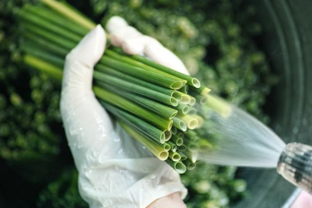 Wholesale Natural Straws / Ecofriendly Straws/ Grass Straw Vietnam