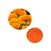 100% Pure natural pigment marigold petal extract powder lutein 5%-90%