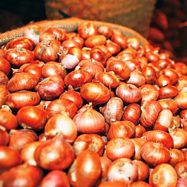 onion_NB.jpg