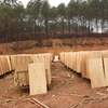 B2B Directory For Furniture Usage Vietnam Rubber Eucalyptus Core Veneer Viet Nam