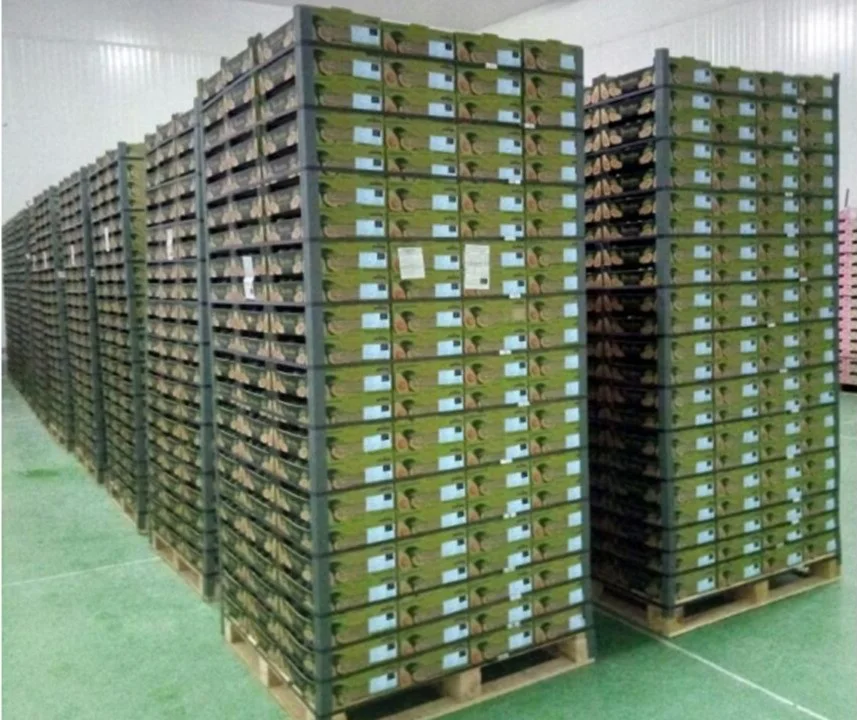 Peruvian-avocado.jpg