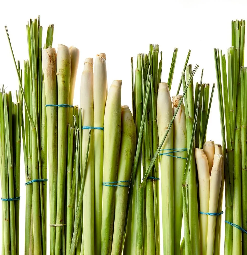 High Quality Frozen Lemongrass / Vietnamese Lemongras Buy Fresh