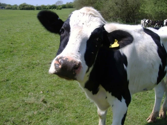 cattle.jpg