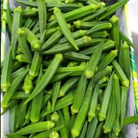 Excellent Young Fresh Okra Buy Okra Seeds,Fresh Okra For Sale,Dried Okra Powder Product on