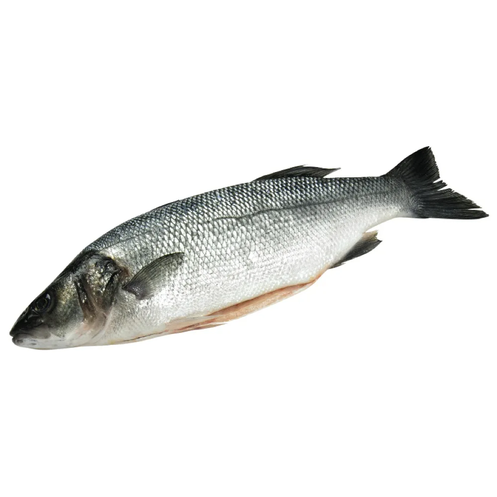 Best Price Sea Bass Fillet From Turkey Buy Frozen Sea Bass Fillet From Turkey Turkish Fresh