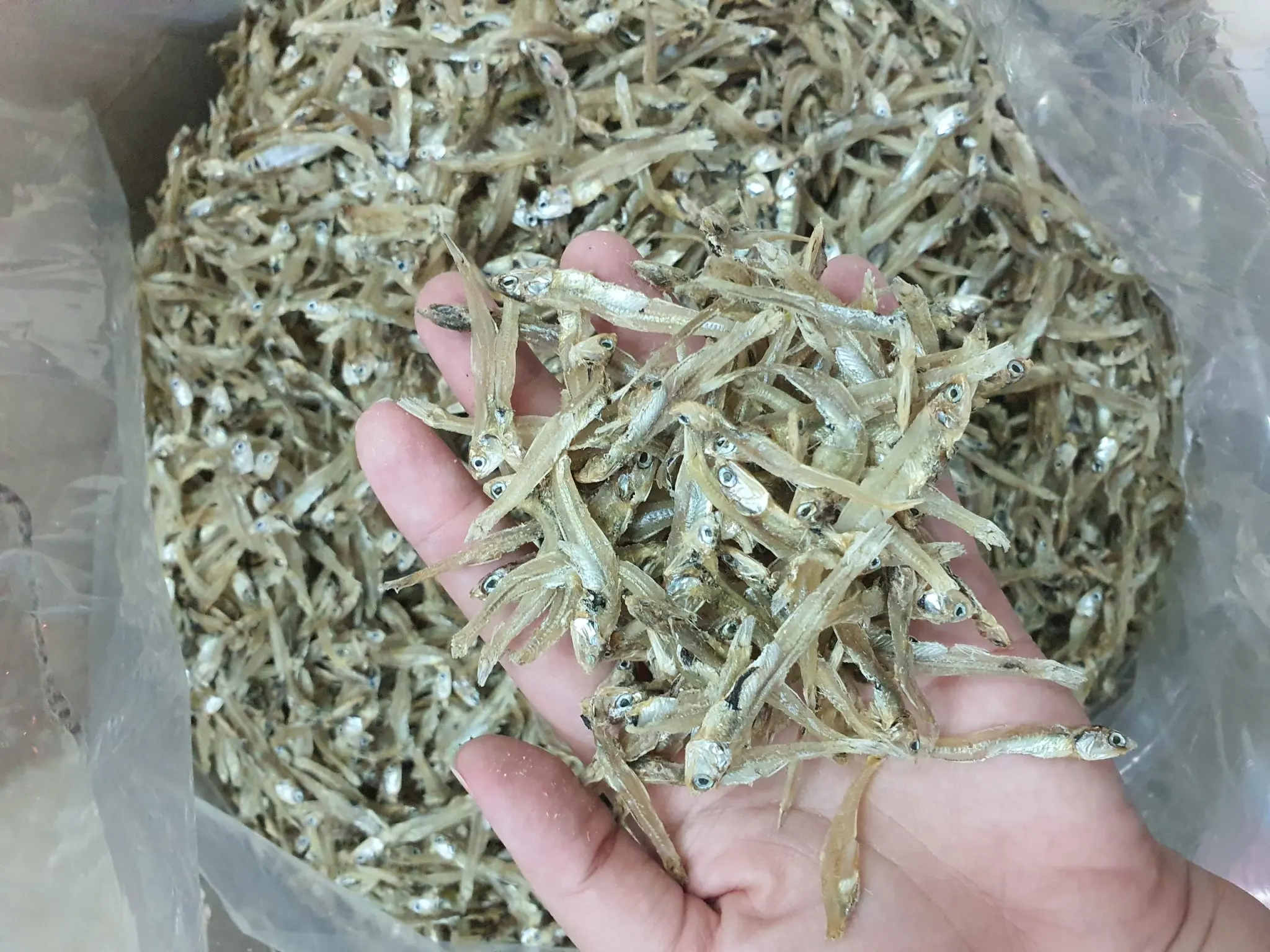 Delicious High Quality Anchovies 100 From The Sea Without Added Salt