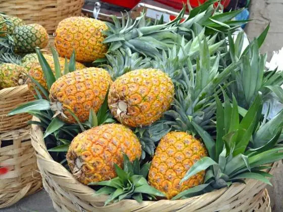 fresh pineapple / pineapple fruit price / bulk fresh fruit