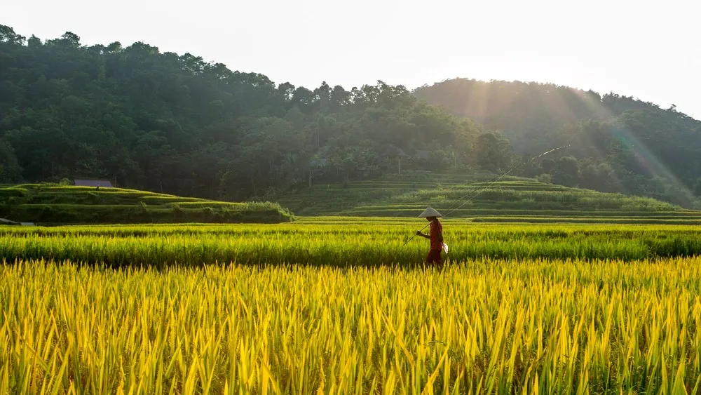 Vietnam mature.avi