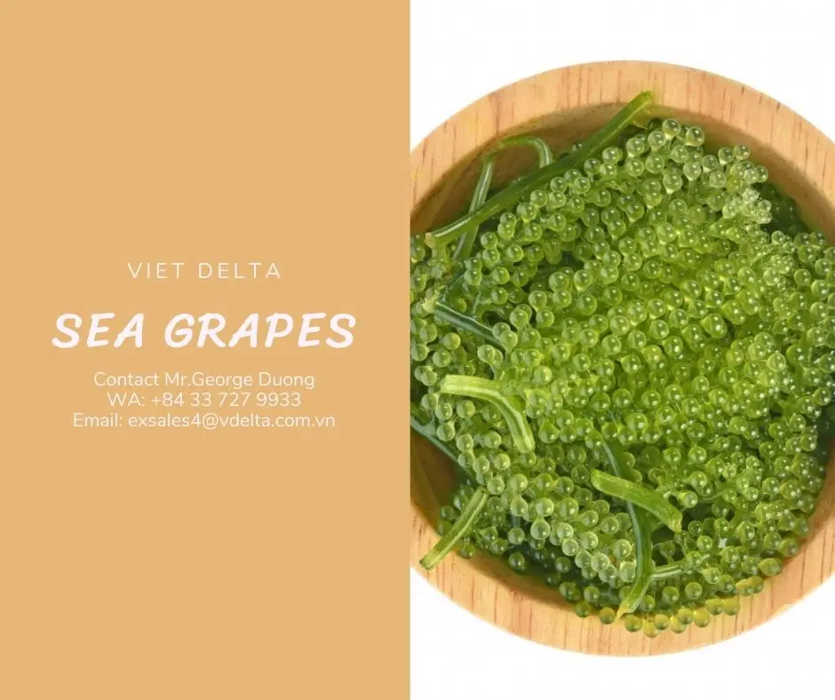 Fresh Lato Sea Grapes Seaweed - Serena - Buy Sea Grapes Sea Grapes ...