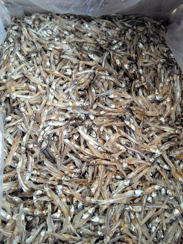Special Product From Viet Nam/ Dried Anchovy Fish In Bulk Low Price/ms