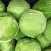 Best Fresh High Quality Cabbage Wholesale supply