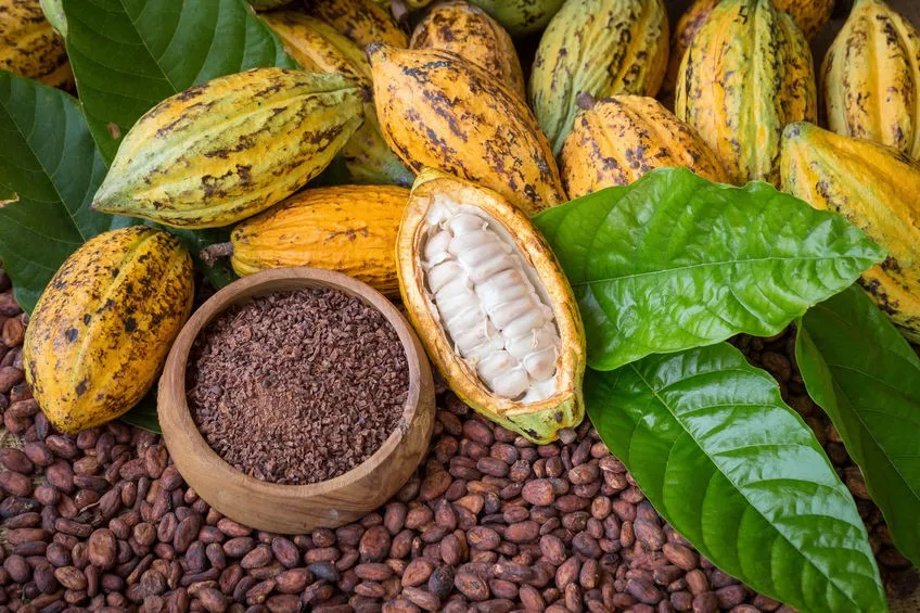 ingredients  product description cocoa powder is the cocoa beans