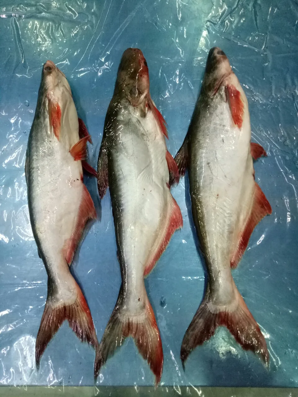 Frozen Pangasius Basa Fish Vietnam Manufacturer With Very Competitive Price Buy Pangasius Hypophthalmus Basa Fish Dory Fish Product On Alibaba Com