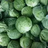 Fresh Cabbages,Fresh round cabbages