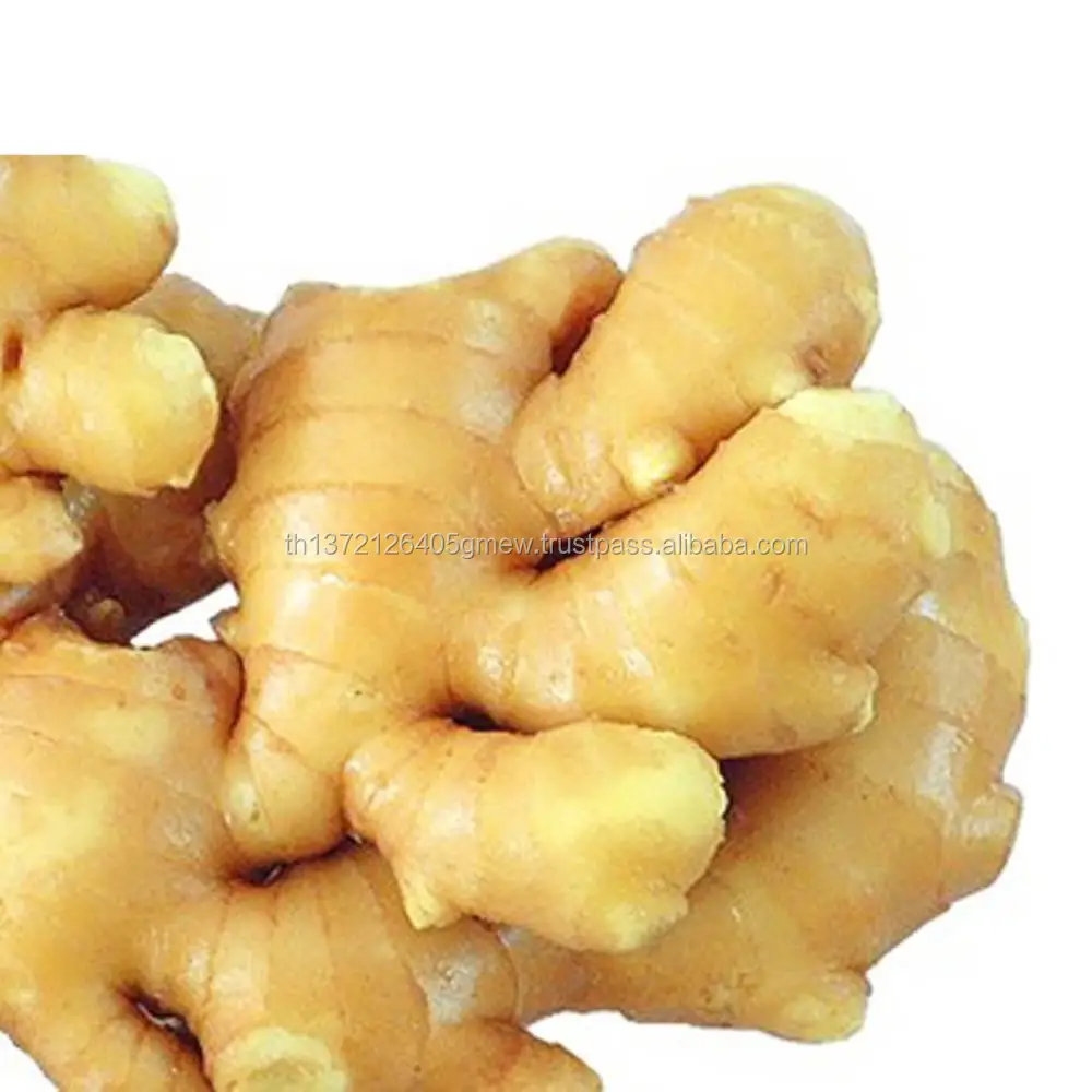 Fresh Ginger Buyer Dried Ginger Thailand From Ginger Supplier - Buy ...