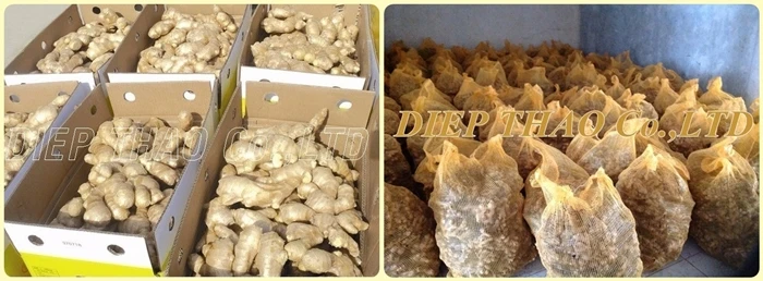 packing ginger in_carton.jpg