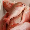 100% HIGH QUALITY SEAFOOD FISH FROZEN RED SNAPPER/ FISH RED SNAPPER/ PRICE